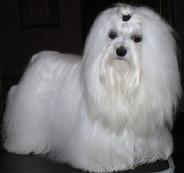 Susens Maltese show dog